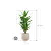 Plant in Pot Dracaena Fragrans Burundii 105 cm kamerplant in Baq Raindrop 30 cm bloempot