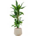 Plant in Pot Dracaena Fragrans Burundii 115 cm kamerplant in Baq Raindrop 30 cm bloempot