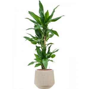 Plant in Pot Dracaena Fragrans Burundii 115 cm kamerplant in Baq Raindrop 30 cm bloempot