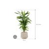 Plant in Pot Dracaena Fragrans Cintho 105 cm kamerplant in Baq Raindrop 30 cm bloempot