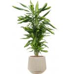 Plant in Pot Dracaena Fragrans Cintho 105 cm kamerplant in Baq Raindrop 30 cm bloempot