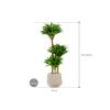 Plant in Pot Dracaena Fragrans Compacta 115 cm kamerplant in Baq Raindrop 30 cm bloempot