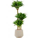 Plant in Pot Dracaena Fragrans Compacta 115 cm kamerplant in Baq Raindrop 30 cm bloempot