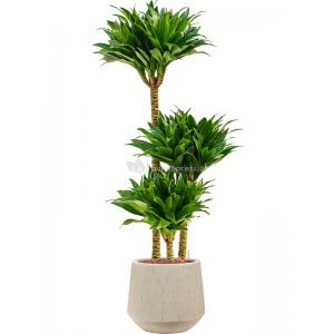 Plant in Pot Dracaena Fragrans Compacta 115 cm kamerplant in Baq Raindrop 30 cm bloempot