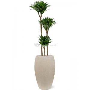 Plant in Pot Dracaena Fragrans Compacta 155 cm kamerplant in Baq Raindrop 37 cm bloempot