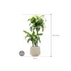 Plant in Pot Dracaena Fragrans Dorado 105 cm kamerplant in Baq Raindrop 30 cm bloempot