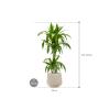 Plant in Pot Dracaena Fragrans Janet Craig 115 cm kamerplant in Baq Raindrop 30 cm bloempot