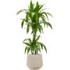 Plant in Pot Dracaena Fragrans Janet Craig 115 cm kamerplant in Baq Raindrop 30 cm bloempot