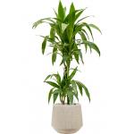 Plant in Pot Dracaena Fragrans Janet Craig 115 cm kamerplant in Baq Raindrop 30 cm bloempot
