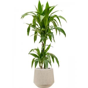 Plant in Pot Dracaena Fragrans Janet Craig 115 cm kamerplant in Baq Raindrop 30 cm bloempot