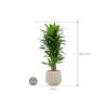 Plant in Pot Dracaena Fragrans Janet Lind 105 cm kamerplant in Baq Raindrop 30 cm bloempot