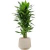 Plant in Pot Dracaena Fragrans Janet Lind 105 cm kamerplant in Baq Raindrop 30 cm bloempot