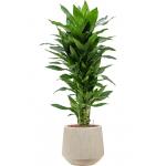 Plant in Pot Dracaena Fragrans Janet Lind 105 cm kamerplant in Baq Raindrop 30 cm bloempot