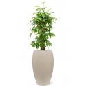 Plant in Pot Dracena Surculosa 140 cm kamerplant in Baq Raindrop 37 cm bloempot