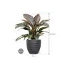 Plant in Pot Philodendron Imperial Red 75 cm kamerplant in Baq Angle Anthracite 30 cm bloempot