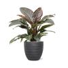Plant in Pot Philodendron Imperial Red 75 cm kamerplant in Baq Angle Anthracite 30 cm bloempot