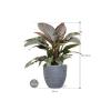 Plant in Pot Philodendron Imperial Red 75 cm kamerplant in Baq Angle Grey 30 cm bloempot