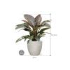 Plant in Pot Philodendron Imperial Red 75 cm kamerplant in Baq Angle White 30 cm bloempot