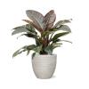 Plant in Pot Philodendron Imperial Red 75 cm kamerplant in Baq Angle White 30 cm bloempot