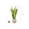 Plant in Pot Sansevieria Trifasciata Laurentii 105 cm kamerplant in Baq Raindrop 30 cm bloempot