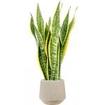 Plant in Pot Sansevieria Trifasciata Laurentii 105 cm kamerplant in Baq Raindrop 30 cm bloempot