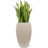 Plant in Pot Sansevieria Trifasciata Laurentii 120 cm kamerplant in Baq Raindrop 37 cm bloempot