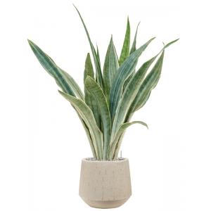 Plant in Pot Sansevieria Trifasciata Metallica 105 cm kamerplant in Baq Raindrop 30 cm bloempot