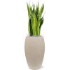 Plant in Pot Sansevieria Zeylanica 110 cm kamerplant in Baq Raindrop 37 cm bloempot