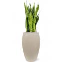 Plant in Pot Sansevieria Zeylanica 110 cm kamerplant in Baq Raindrop 37 cm bloempot