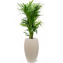 Plant in Pot Kentia Forsteriana 150 cm kamerplant in Baq Raindrop 37 cm bloempot