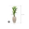 Plant in Pot Kentia Forsteriana 160 cm kamerplant in Baq Raindrop 37 cm bloempot