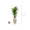 Plant in Pot Kentia Forsteriana 180 cm kamerplant in Baq Raindrop 37 cm bloempot