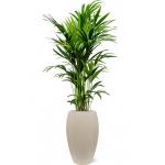 Plant in Pot Kentia Forsteriana 180 cm kamerplant in Baq Raindrop 37 cm bloempot