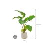Plant in Pot Alocasia Portodora 115 cm kamerplant in Baq Raindrop 30 cm bloempot