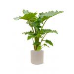 Plant in Pot Alocasia Portodora 155 cm kamerplant in Baq Raindrop 42 cm bloempot