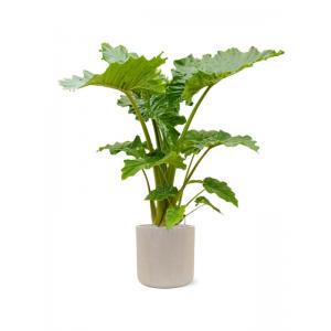 Plant in Pot Alocasia Portodora 155 cm kamerplant in Baq Raindrop 42 cm bloempot