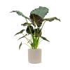 Plant in Pot Alocasia Regal Shields 155 cm kamerplant in Baq Raindrop 42 cm bloempot
