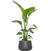 Plant in Pot Strelitzia Nicolai 110 cm kamerplant in Baq Angle 34 cm bloempot
