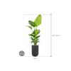 Plant in Pot Strelitzia Nicolai 205 cm kamerplant in Baq Vertical Rib Anthracite 37 cm bloempot