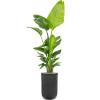 Plant in Pot Strelitzia Nicolai 205 cm kamerplant in Baq Vertical Rib Anthracite 37 cm bloempot