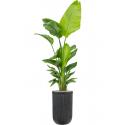 Plant in Pot Strelitzia Nicolai 205 cm kamerplant in Baq Vertical Rib Anthracite 37 cm bloempot