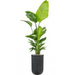 Plant in Pot Strelitzia Nicolai 205 cm kamerplant in Baq Vertical Rib Anthracite 37 cm bloempot