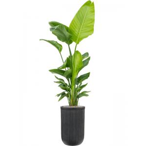 Plant in Pot Strelitzia Nicolai 205 cm kamerplant in Baq Vertical Rib Anthracite 37 cm bloempot