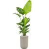 Plant in Pot Strelitzia Nicolai 205 cm kamerplant in Baq Vertical Rib Beige 37 cm bloempot