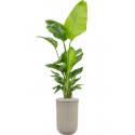 Plant in Pot Strelitzia Nicolai 205 cm kamerplant in Baq Vertical Rib Beige 37 cm bloempot