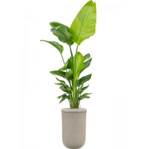 Plant in Pot Strelitzia Nicolai 205 cm kamerplant in Baq Vertical Rib Beige 37 cm bloempot