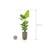 Plant in Pot Strelitzia Nicolai 205 cm kamerplant in Baq Vertical Rib Green 37 cm bloempot