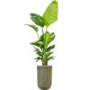 Plant in Pot Strelitzia Nicolai 205 cm kamerplant in Baq Vertical Rib Green 37 cm bloempot