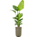 Plant in Pot Strelitzia Nicolai 205 cm kamerplant in Baq Vertical Rib Green 37 cm bloempot
