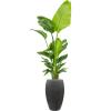 Plant in Pot Strelitzia Nicolai 210 cm kamerplant in Baq Raindrop Anthracite 37 cm bloempot